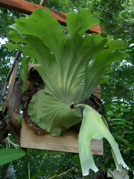 سرخس شاخ گوزنی گراند